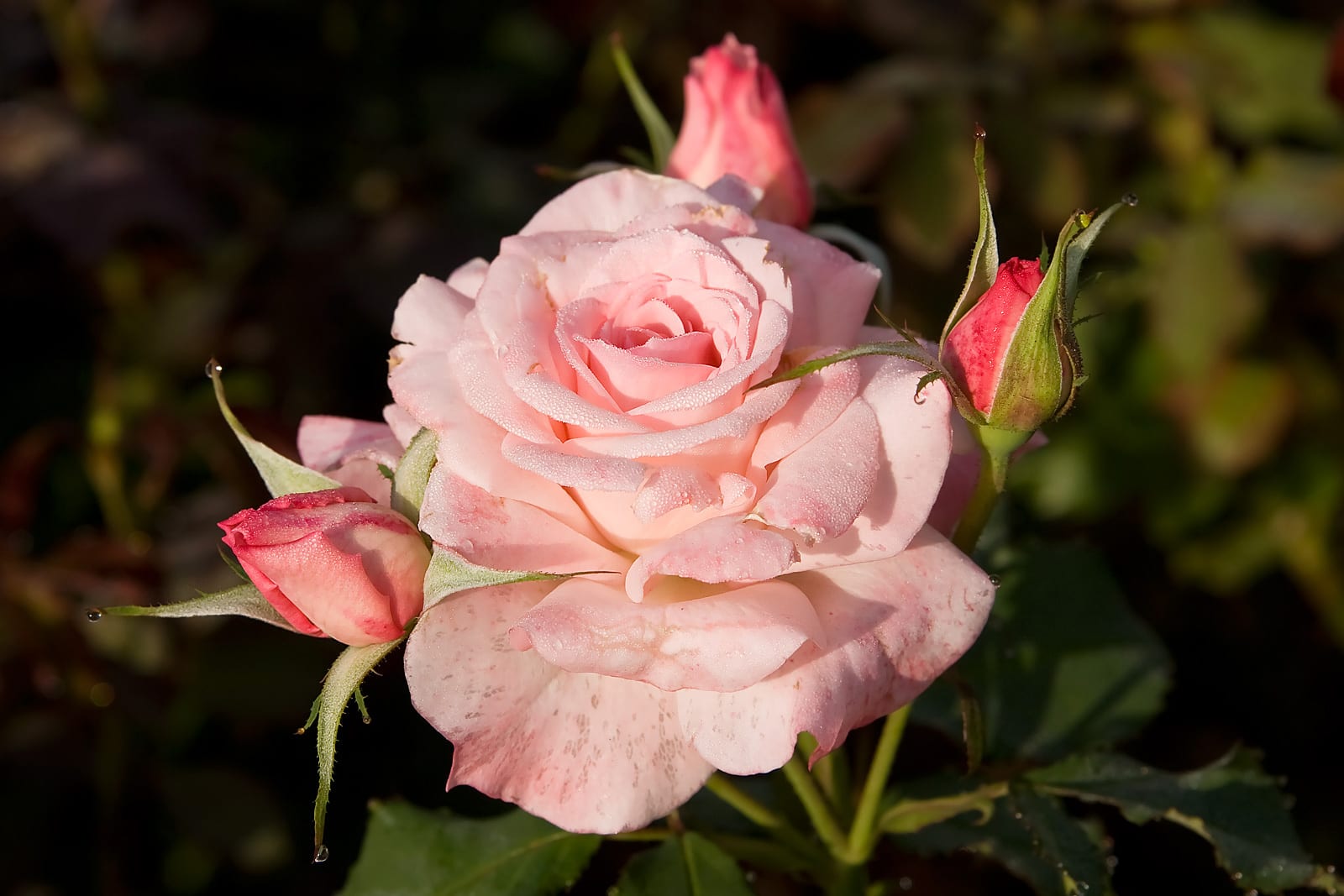 Bridal pink - morwell rose garden edit