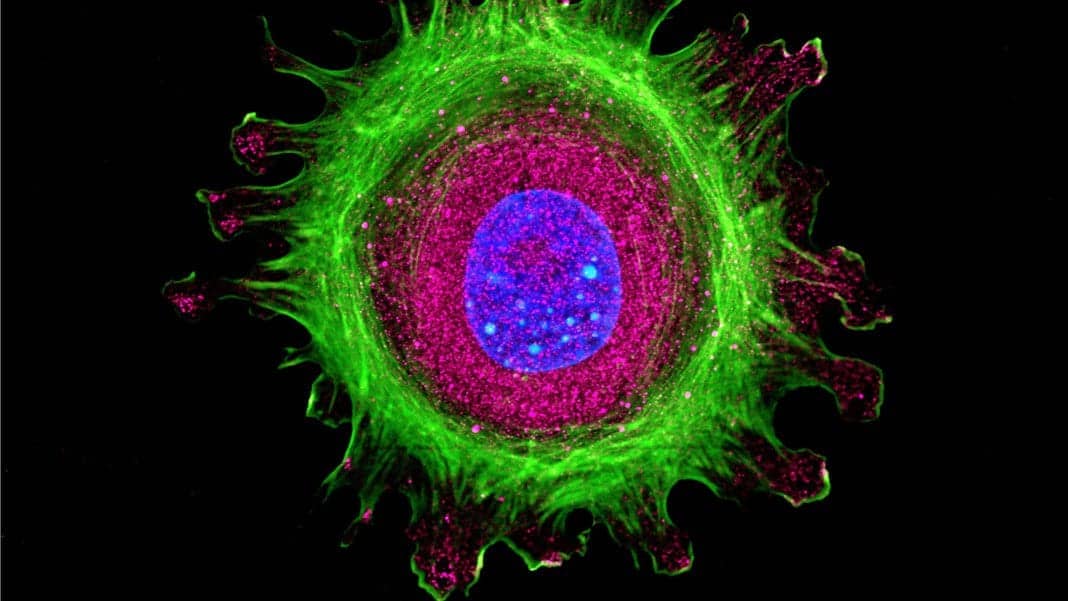 Old Mice Made Young Again With New Anti-Aging Drug