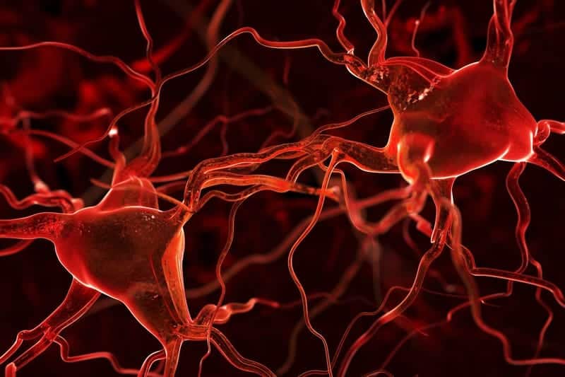 Researchers Find Way to Speed Up Nerve Regrowth for Trauma Patients