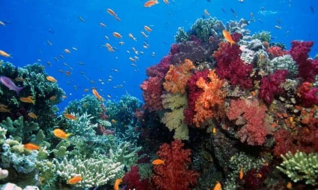 Methylene Blue Could Be an Effective Alternative to Sunscreens That Cause Coral Damage