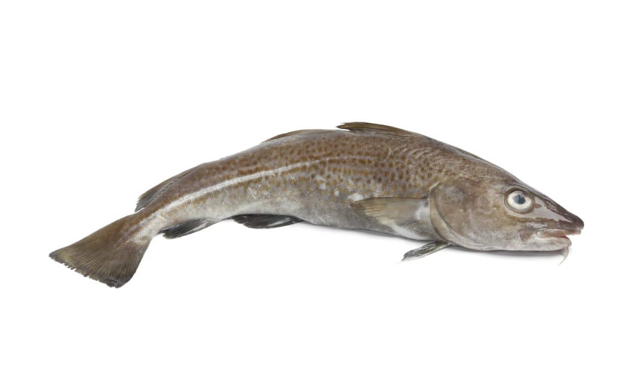 Sanger Institute Pioneers Use of Fish Skin Grafts in Surgery