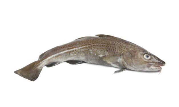Sanger Institute Pioneers Use of Fish Skin Grafts in Surgery