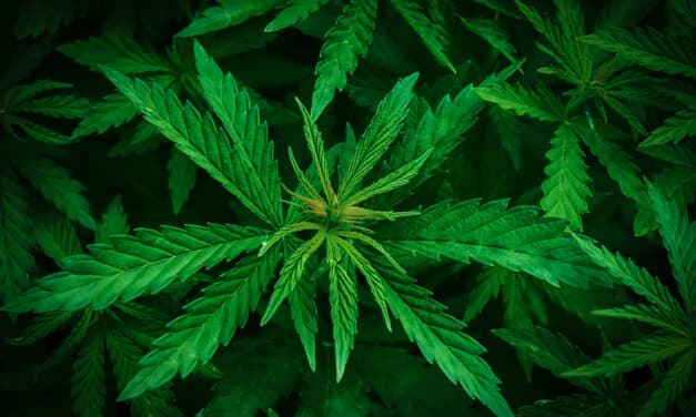 Cannabis Use Associated with Greater Surgical Complications