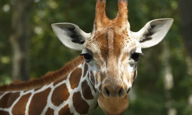 Giraffe Skin’s “Thermal Sprinkler Mechanism’ Explored in Plastic Surgery Research