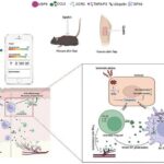 Skin Barrier Changes Precede Visible Signs of Flap Necrosis, Study Finds